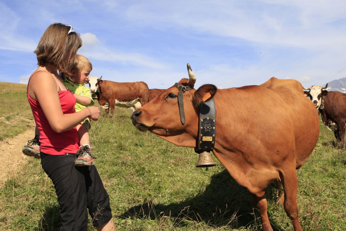 Rando à la ferme avec traite des vaches (ND de Bellecombe)