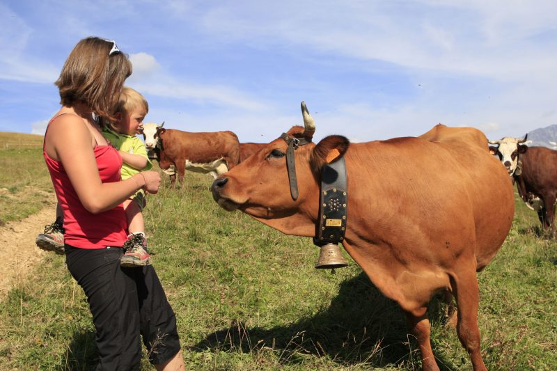Rando à la ferme avec traite des vaches (ND de Bellecombe)