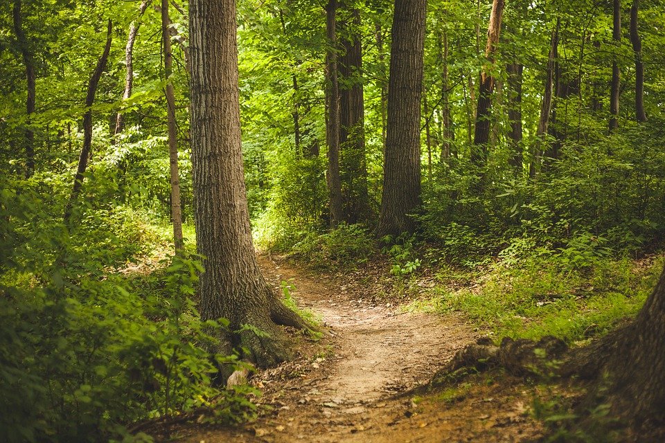 Balade immersion  en forêt avec  initiation marche afgane