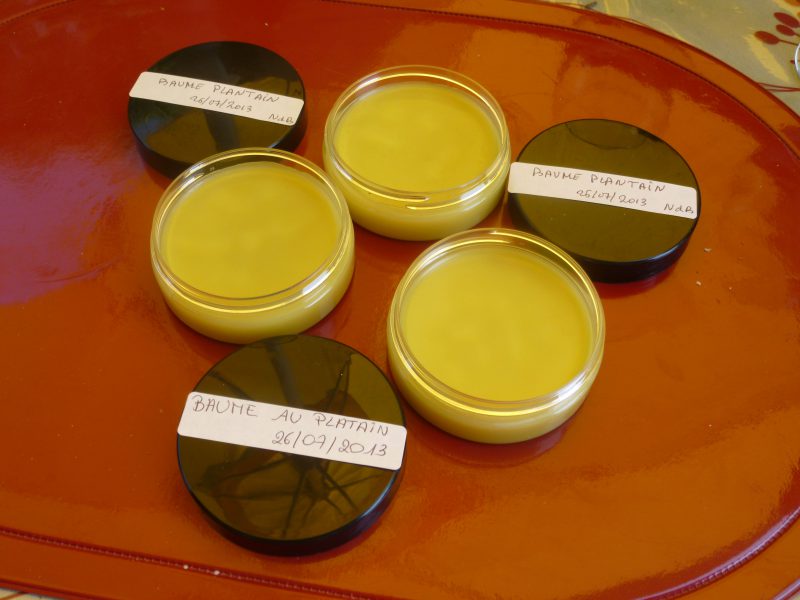 Balade plantes médicinales avec fabrication d’un baume (ND Bellecombe)