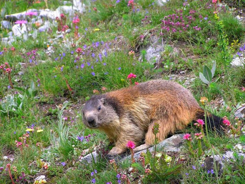 Approche des marmottes