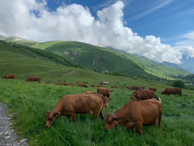 Rando à l’alpage avec  traite des vaches et dégustation de beaufort